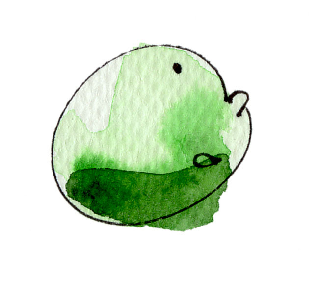 Erbse